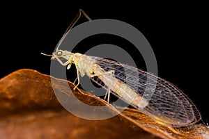 Common green lacewing (Chrysoperla carnea)