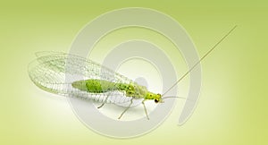 Common green lacewing, Chrysoperla carnea, on a green gradient