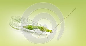 Common green lacewing, Chrysoperla carnea, on a green gradient photo