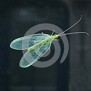 A common green lacewing. Green insect close up