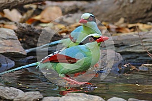 Common green magpie Cissa chinensis Birds Eating Water in Pond