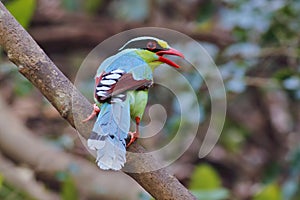 Common green magpie Cissa chinensis birds of thailand