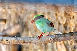 Common Green Magpie (Cissa chinensis) Outdoors