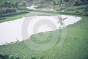 common green rootless duckweed plant on water in pond