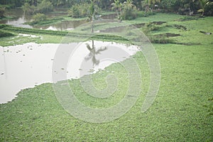 common green rootless duckweed plant on water in pond