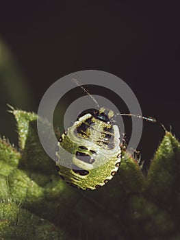 Common green shield bug nymph