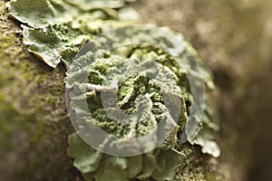 Common Green Shield Lichen