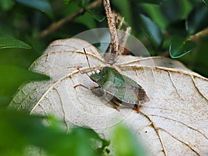 Common Green Shieldbug on Leaf photo