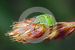 Common Green Shieldbug Nymph - Palomena prasina photo