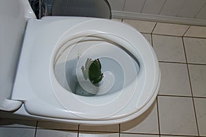 Common green tree frog in toilet