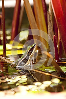 Common Greenback frog