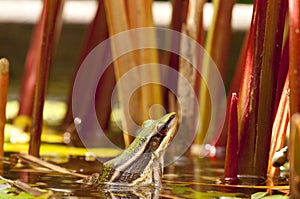 Common Greenback frog photo