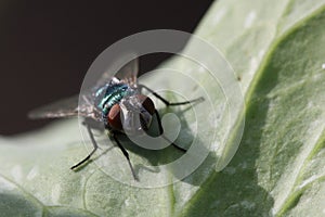 Common greenbottle