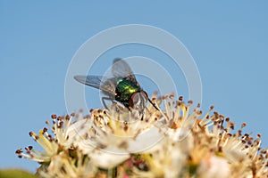 Common greenbottle fly or Lucilia caesar. Feed on flower