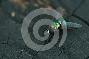 Common greenbottle fly