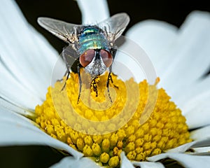 Common greenbottle fly on top of flower