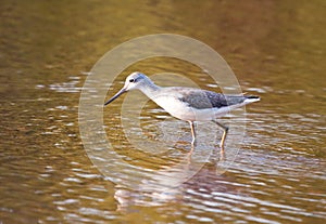 Common Greenshank