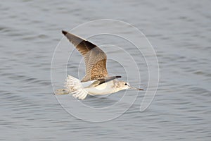 Common greenshank in autumn