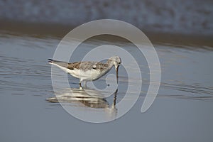 Common Greenshank feeding.