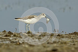 Common Greenshank With A Fish