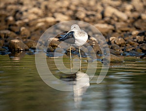 Common Greenshank Searching for Food