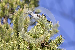 Common greenshank sitting on a branch