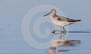 Common Greenshank - Tringa nebularia