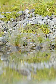 Common Greenshank (Tringa nebularia)