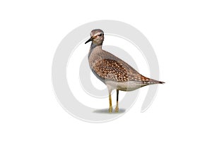 Common Greenshank (Tringa nebularia).