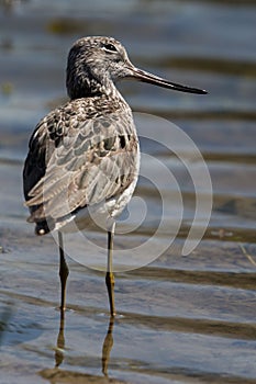 Common greenshank (Tringa nebularia)