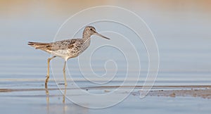 Common Greenshank - Tringa nebularia - feeding at a wetland