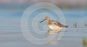 Common Greenshank - Tringa nebularia - feeding at a wetland in spring