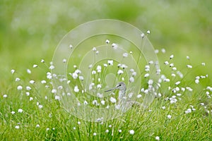 Common Greenshank, Tringa nebularia, grey bird hidden in cotton grass. Wader from Kuhmo, Finland. Bird in beautiful environment,