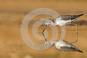 Common Greenshank, Tringa nebularia, Looking for food in the water