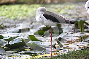 Common Greenshank tringa nebularia standing on one leg.