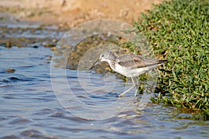 Common greenshank Tringa nebularia wading in the water at sunset in the MIddle East