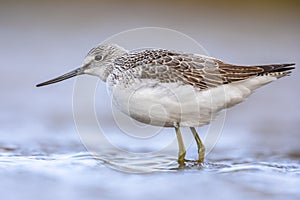 Common greenshank walking in shallow coastal water of Waddensea