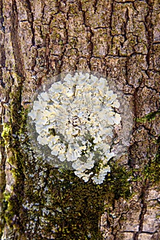 Common greenshield lichen