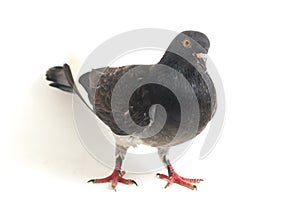 Common grey black pigeon or dove isolated on a white