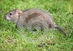 Common grey Rat.