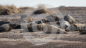 Common and grey seals