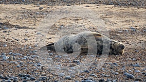 Common and grey seals