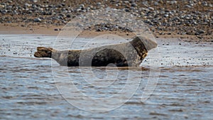 Common and grey seals