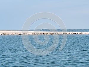 Common and grey seals resting on sandbank of Rif with West Frisian island Schiermonnikoog in background, Wadden Sea, Netherlands