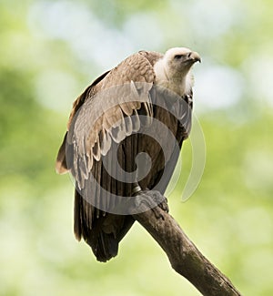 A common griffon Gyps fulvus