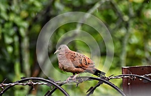 Common Ground Dove or Columbina passerina