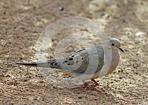 Common ground dove,  Columbina passerina, Sonny bono national wildlife reserve at Salton Sea photo