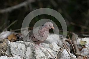 Common Ground Dove in the Florida Everglades