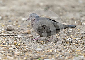 Common ground dove on the ground in the La Lomita Bird and Wildlife Photography Ranch in Texas.