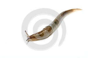 A common ground slug, arion ater, moving on a white background